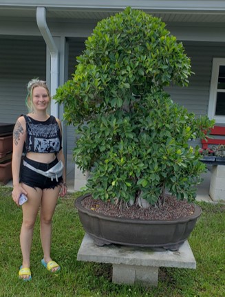 An Imperial sized bonsai tree