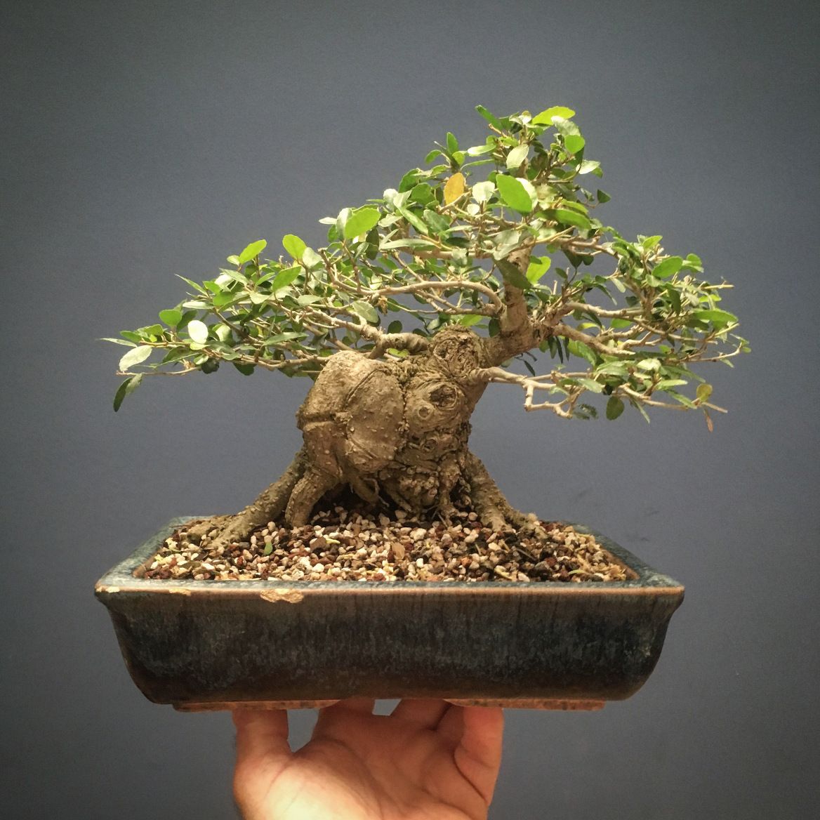A shohin sized bonsai tree