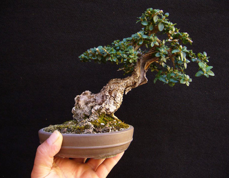 Kumono sized bonsai tree