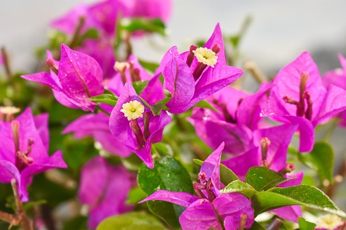 Bounganvillea purple flower close-up