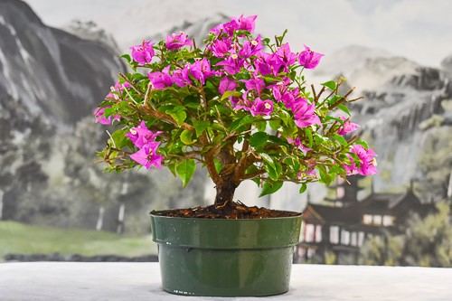 Bougainvillea pre-bonsai tree photo