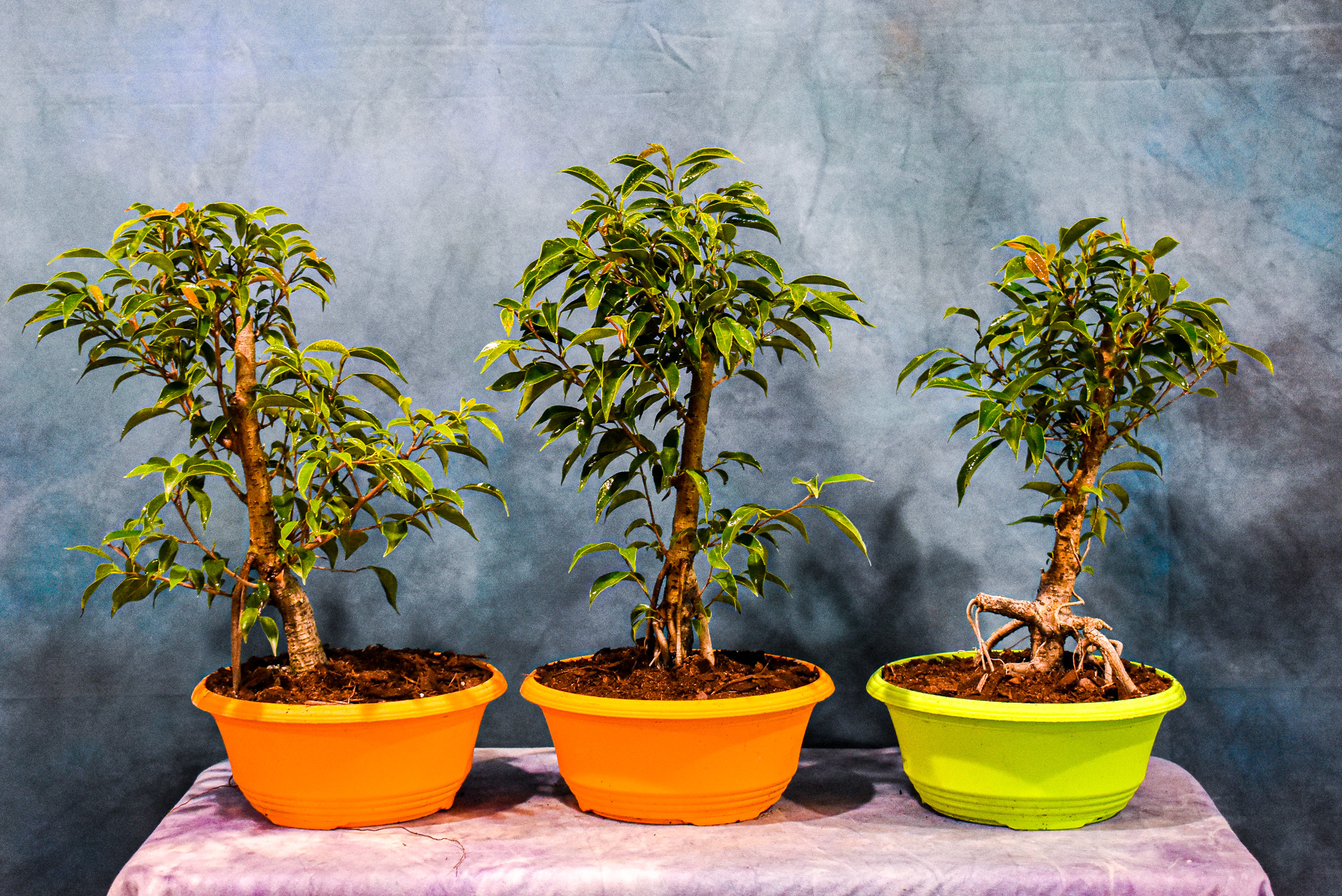 Ficus philippinensis