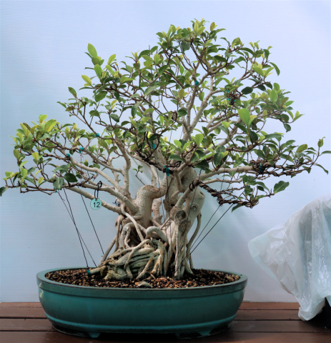 Banyan Fig #12