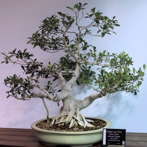 Golden Gate Ficus #13