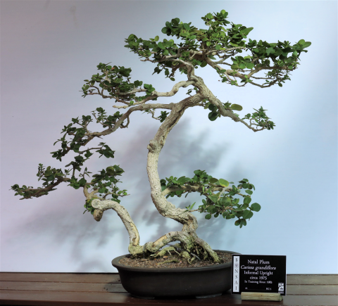 Krohn tree #1 - Natal Plum