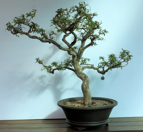 Pomegranate #17