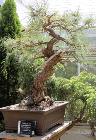 Ponderosa Pine #38
