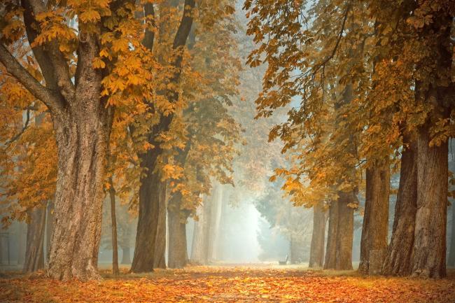 Deciduous trees in autum