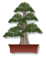 A formal upright bonsai tree