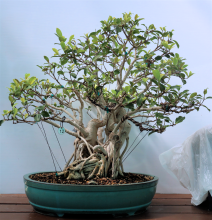 Banyan Fig #12