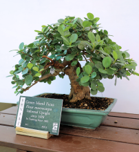 Green Island Ficus #10