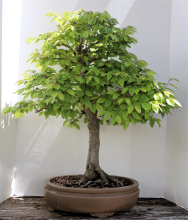 European Hornbeam #48