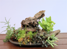 Kusamono with Ferns #21