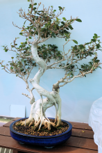 Taiwan Fig #14