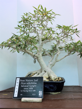 Willow-leaf Ficus #10