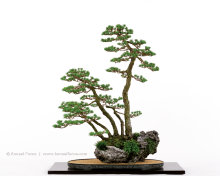 Netsuranari Bonsai.  Credit - Bonsai Focus magazine.